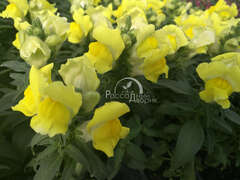 Львиный зев желтый