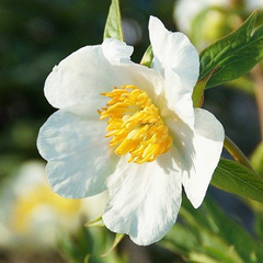 Пион Early Windflower