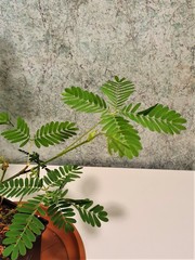 Teofrast Мимоза стыдливая mimosa pudica