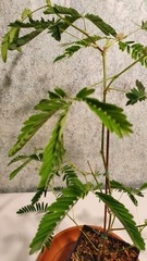 Teofrast Мимоза стыдливая mimosa pudica