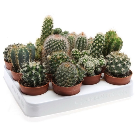 Маммиллярия