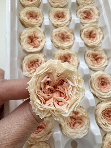 Роза пионовидная 2-3 см Нежно-персиковый с насыщенно-персиковым дыханием (половина коробки-10шт)