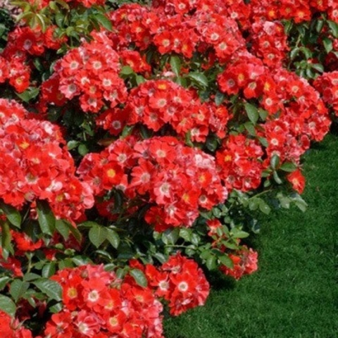 Пасо Добль (Paso Doble)