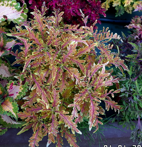 Рыжая бестия колеус КСР