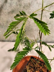 Teofrast Мимоза стыдливая mimosa pudica