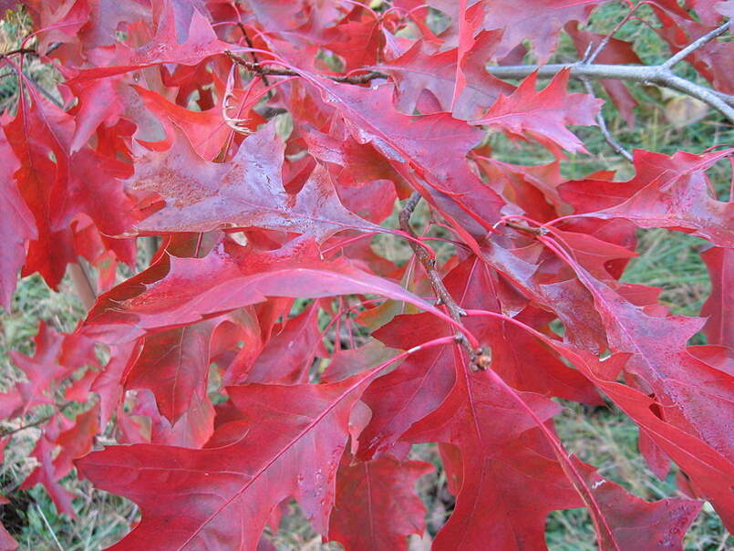 Саженцы Дуб Шарлаховый Quercus coccinea