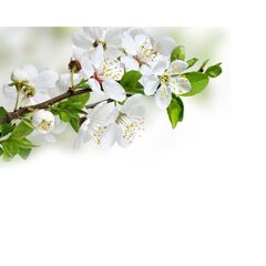 Панель потолочная ПВХ Novita 3D Вишня