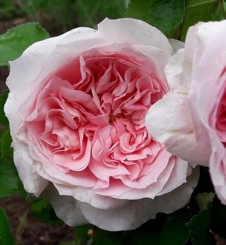 Шато Барбероллес (Chateau Barbeyrolles)