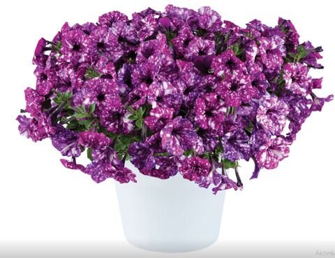 Петуния Splash Dance Purple Polka