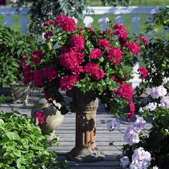 3120 Пеларгония плющелистная ATLANTIC VIOLET  (Весна 2026)