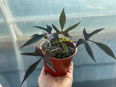 Ипомея батат Иллюзион Миднайт Лейс