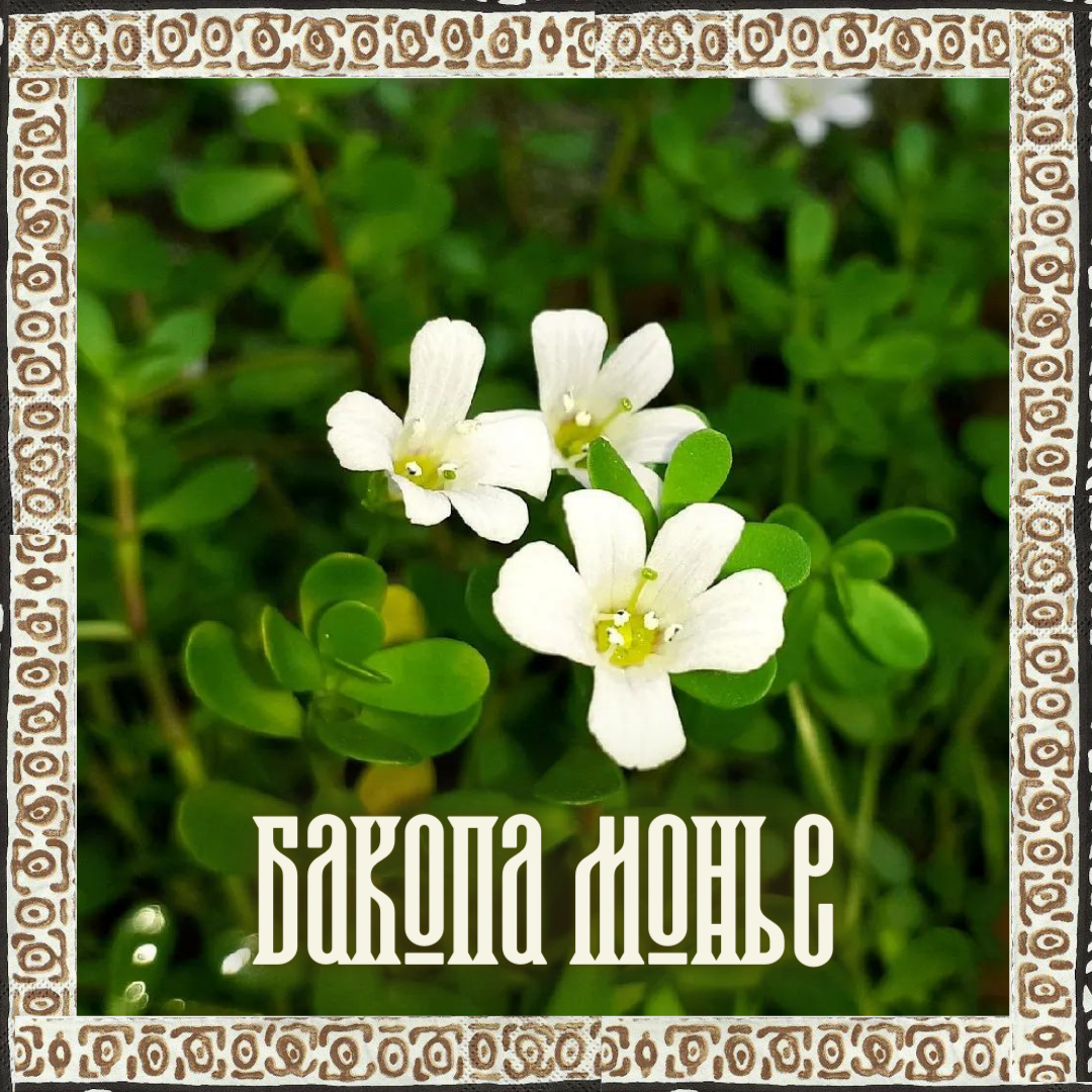 Бакопа Монье, Брами (Васора Monnieri, Brahmi)