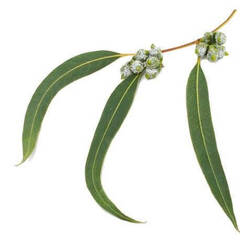 Эфирное масло Эвкалипта Лучистого (Eucalyptus Radiata) - 30 мл. Compagnie des Sens