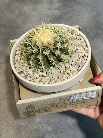 Эхинокактус Грузони Бревиспинус в Керамике д15