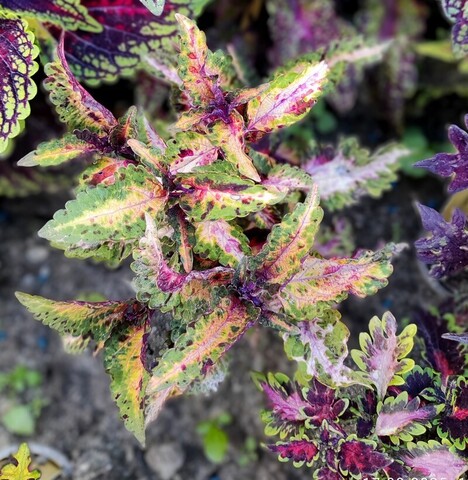 Вальс Бостон колеус