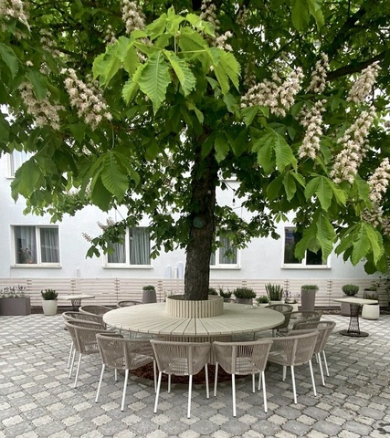 BL-0018 Беленый дуб