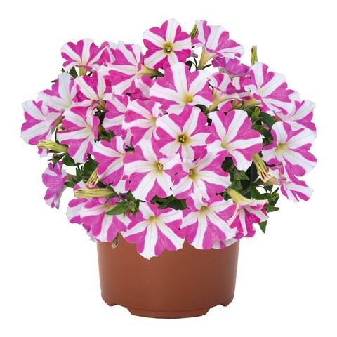 32271 Петуния PEPPY PINK (SMARTUNIA WINDMILL PINK) (ВЕСНА 2025)