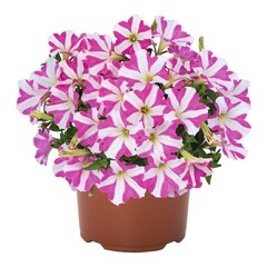32271 Петуния PEPPY PINK (SMARTUNIA WINDMILL PINK) (ВЕСНА 2025)