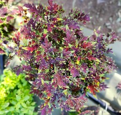 Lace Cascade Тай колеус