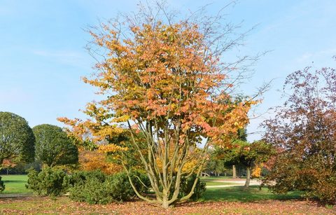 Парротия персидская Ванесса Parrotia persica Vanessa