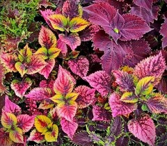 Рафинад колеус КСР