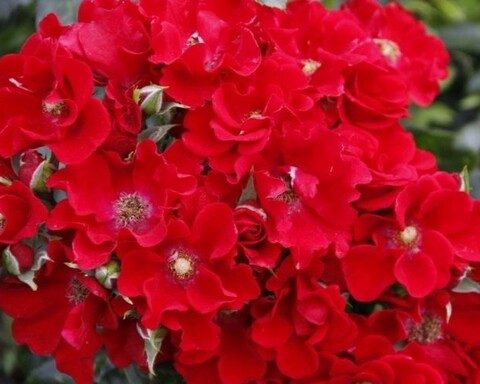 Альпенглюхен (Alpengluhen)