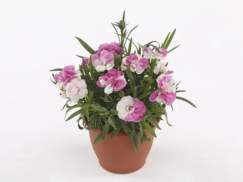 1667 Гвоздика Sprint Pink & Proud (Весна 2026)