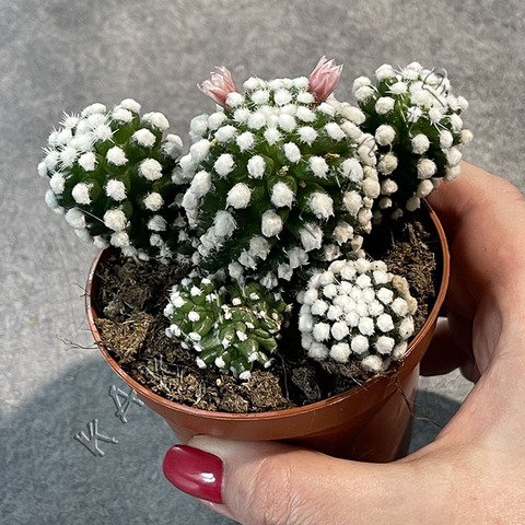 Маммиллярия Грацилис Альба d9