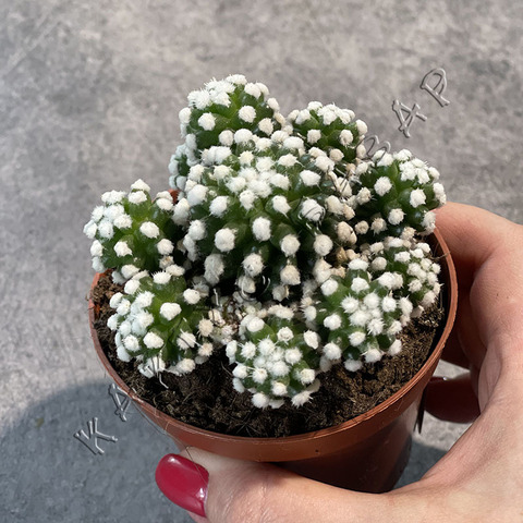 Маммиллярия Грацилис Альба d9