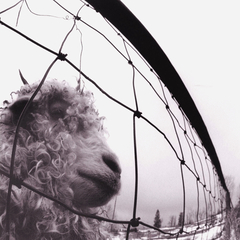 Pearl Jam / Vs. (LP)