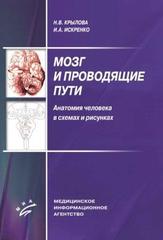 Мозг и проводящие пути. Анатомия человека в схемах и рисунках