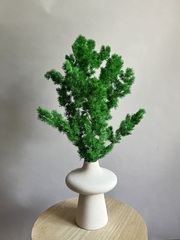 Аспарагус стабилизированный зеленый