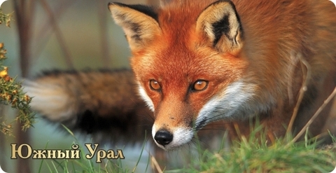 Урал Сувенир - Кружка Южный Урал №0004 Лиса