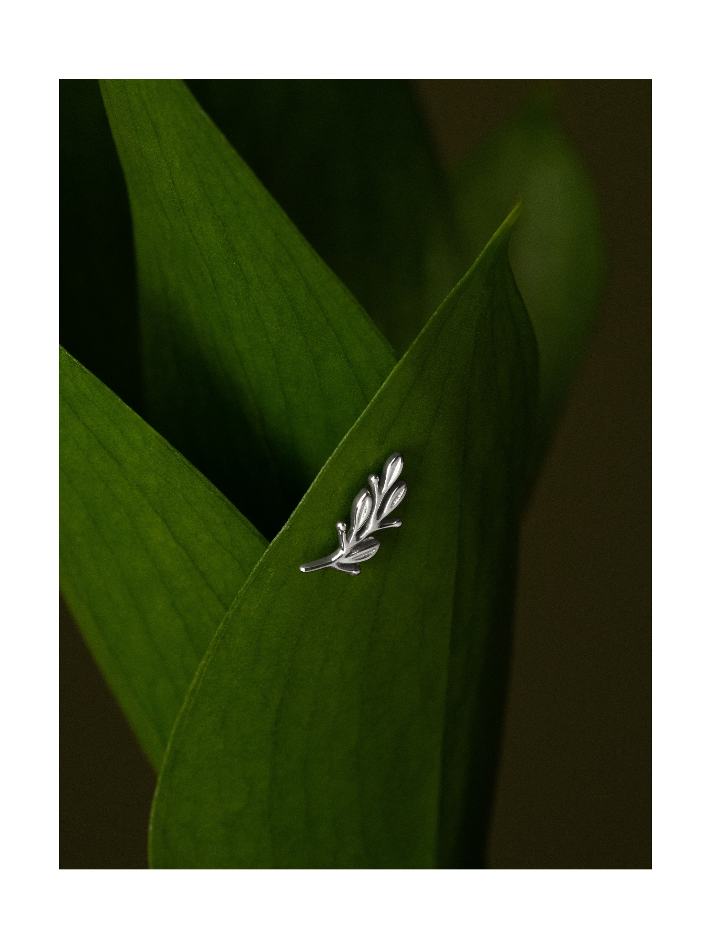 Пирсинг Ветвь