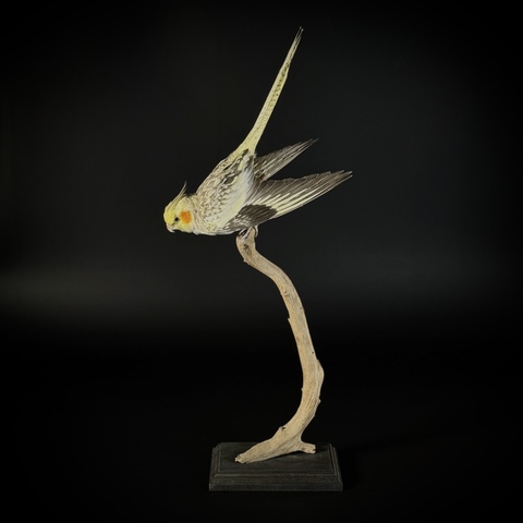 Попугай Корелла