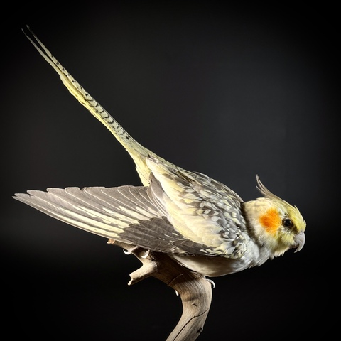 Попугай Корелла