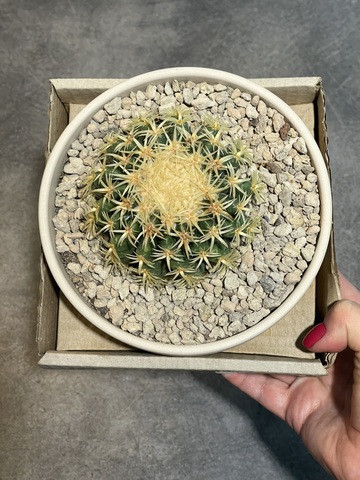 Эхинокактус Грузони Бревиспинус в Керамике д15