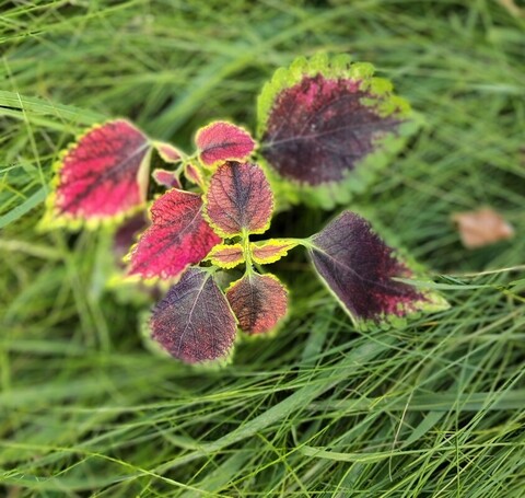 Мысли в слух ампельный ТМ колеус
