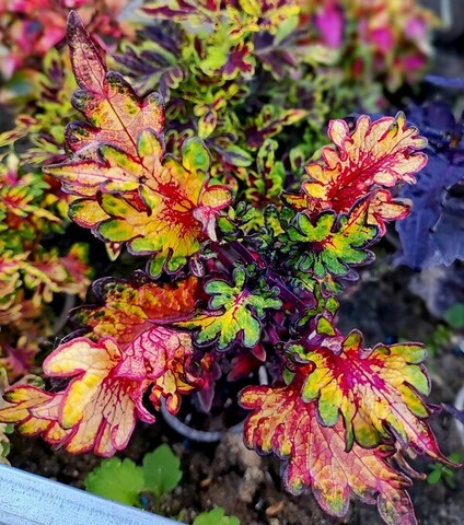 Пируэт колеус КСР