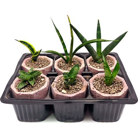 Набор суккулентов D5 №35297