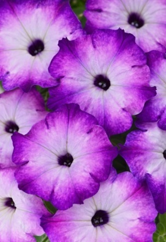 32114 Петуния CRAZYTUNIA PURPLE STORM (ВЕСНА 2025)