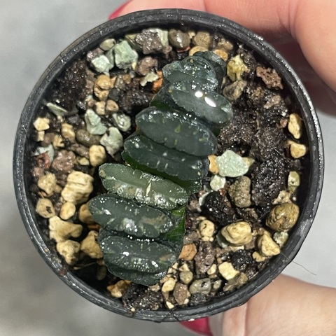 Хавортия Трунката Параисо d5