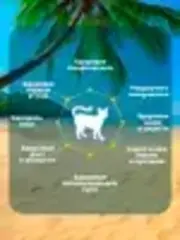 Родные Корма заморские паучи для кошек филе тунца с лососем в желе по-тайски 70 г