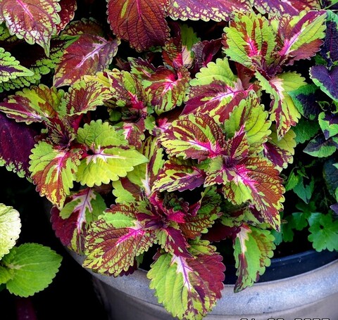 Радостный трепет UO колеус КСР