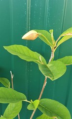 Teofrast Магнолия Зибольда Magnolia sieboldii