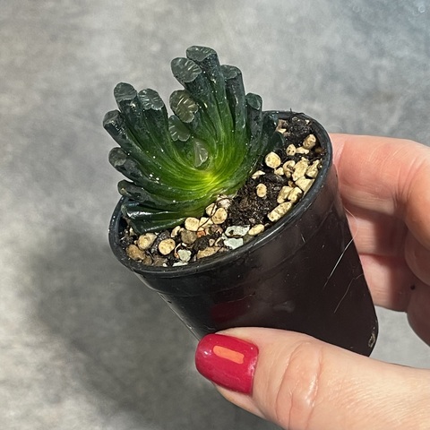 Хавортия Трунката Параисо d5