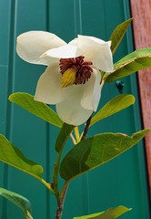 Teofrast Магнолия Зибольда Magnolia sieboldii