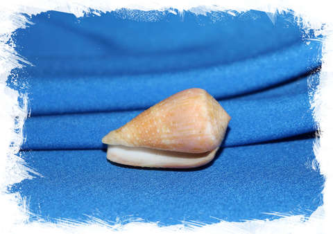 Конус катус (Conus catus) 4 см.