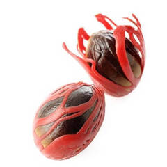 Эфирное масло Мускатного Ореха (Nutmeg) - 10 мл. Compagnie des Sens