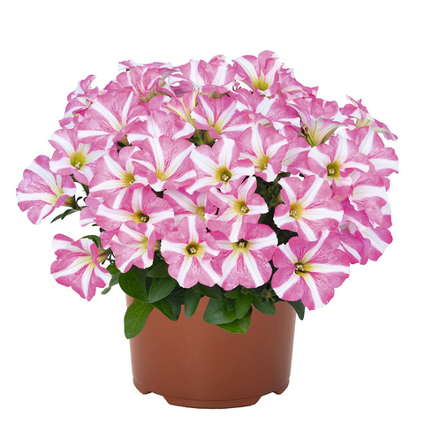 32324 Петуния PEPPY ROSE (ВЕСНА 2025)